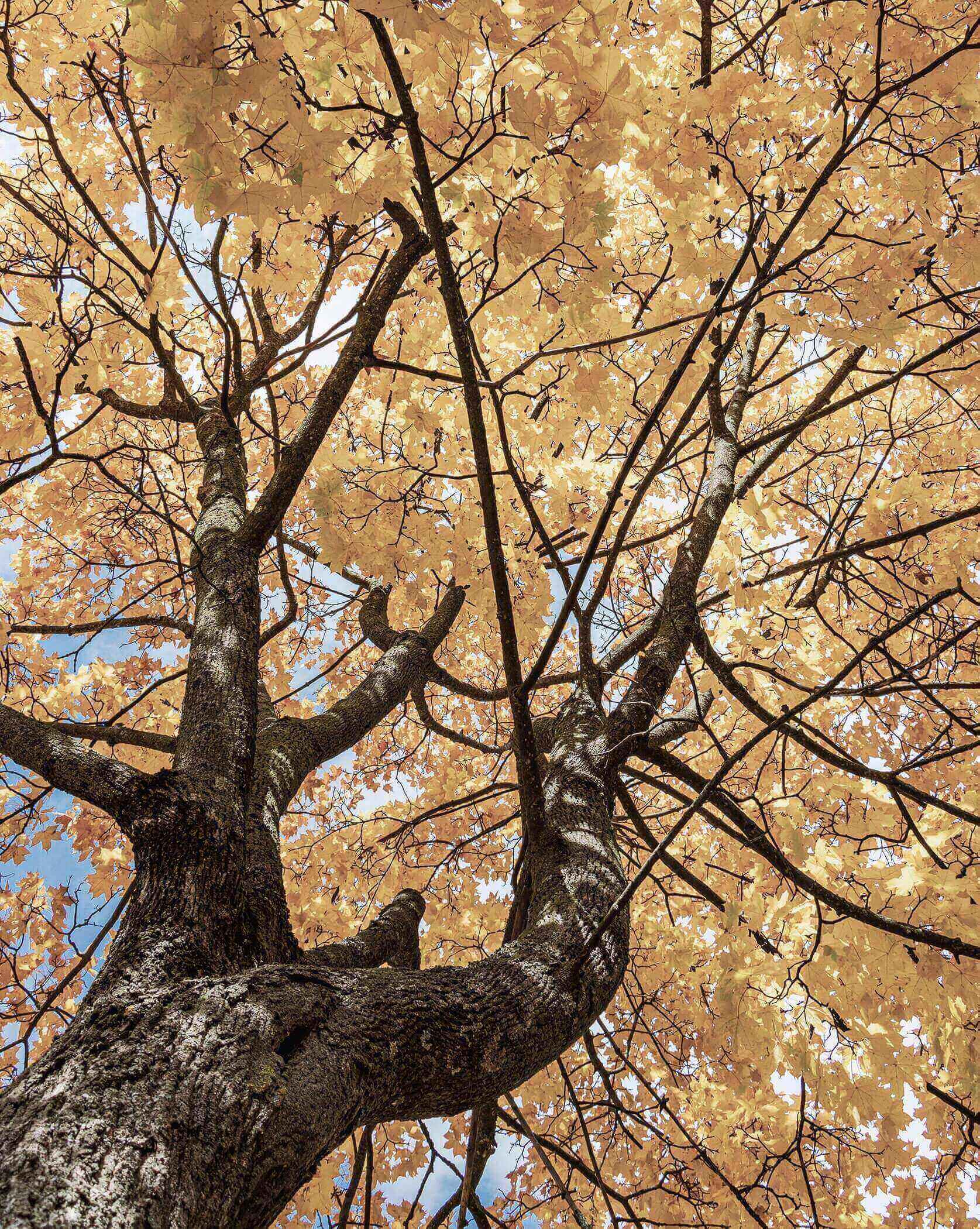 Maple tree in autumn